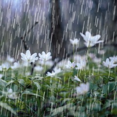 Agosto (Cecilia Arévalo - Otto Mora)