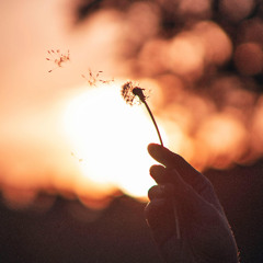 Dandelion - Free to Use Music