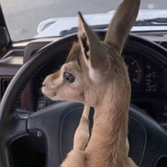 غزال البراري