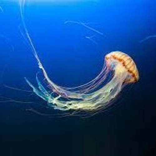 Stream Breath Jellyfish BreatheDemo version by Billbayerproductions