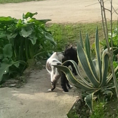 descansa  en pazwilson flor rivera r