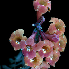 ANGEL LIFE WAS SO DAMN PAINFUL