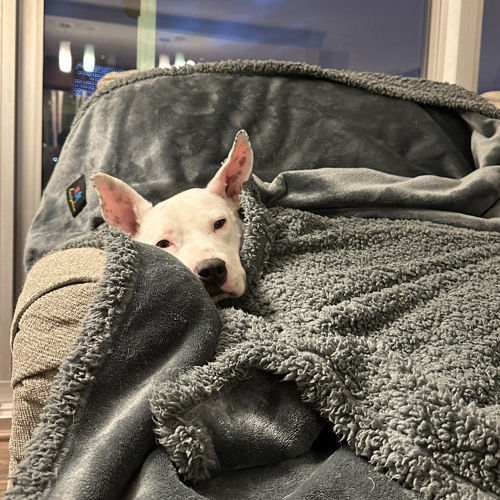 AN EVENING WITH DEV #003