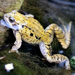 Risen's Superhero (Peace Frog) - 15:07:2023, 22.22