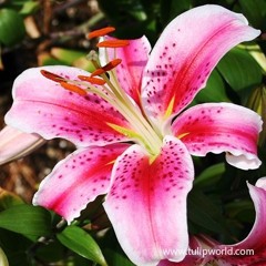 When the Lilies Bloom.mp3