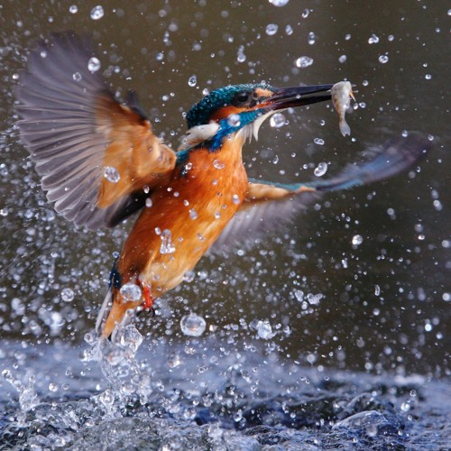 As Kingfishers Catch Fire