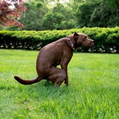 DOG SHIT (feat. Chloe)