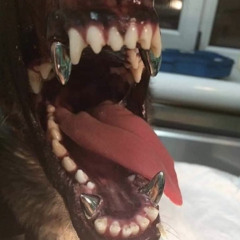 fangs (prod dtailor + charmanttt)