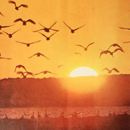 Stream It's Called Freefall Rainbow Kitten Surprise (cover) by