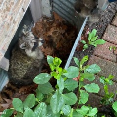 AAAC Wildlife Removal of Texas Gulf Coast - Raccoon In Attic TX Gulf Coast