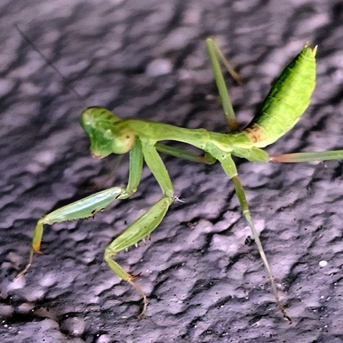 Fresh Produce - Goliath's Revenge