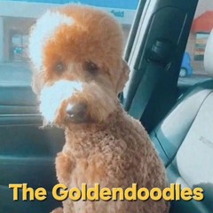 Rose Colored Glasses