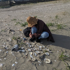 discovering the sound of shells
