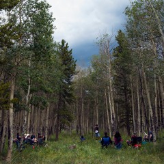 Populus tremuloides (Summer Series)