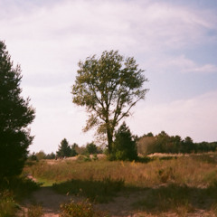 a memory of sunshine