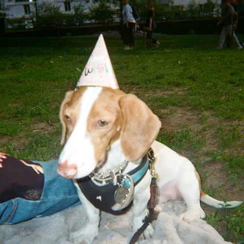 BUDDY