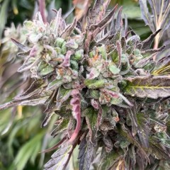 maryjane feat. Jinniyah