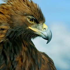 Aigle(REMIX)