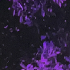 MyOppsTurnedOutToBePussies