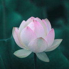 Lotus 2017