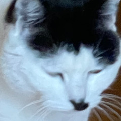 cat funk