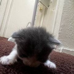 D1Z2Y - your the weirdest h0e ever...