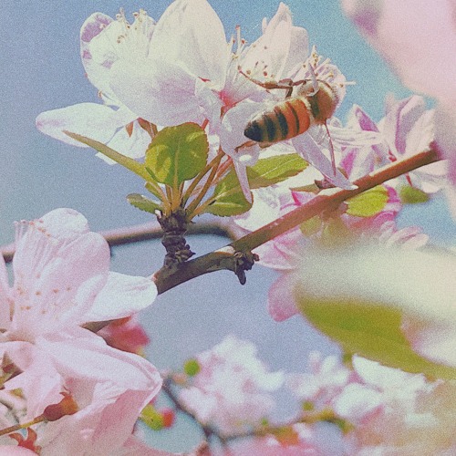 brampton (prod. by leyzo)