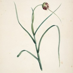 Garlic 0.2 (Allium sativum)