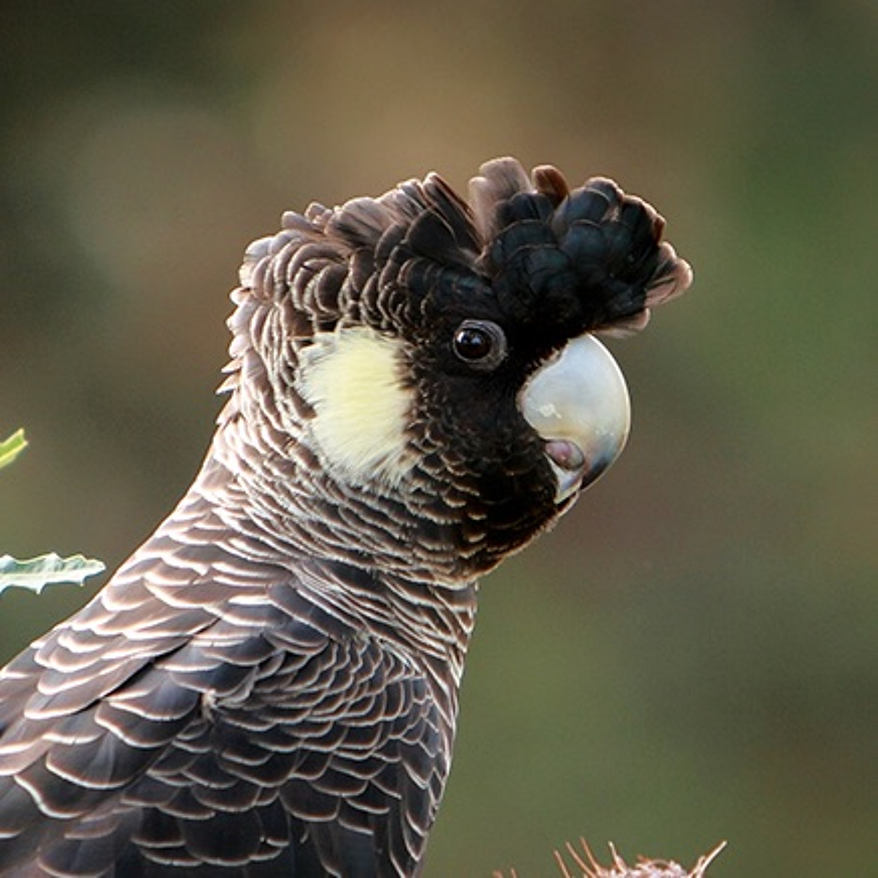 Jandakot Surf Park At The Expense of Critically Endangered Black Cockatoos - Paddy Cullen episode artwork