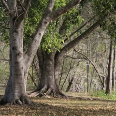 Forest wilderness mix 3