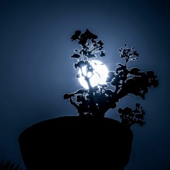 The Clarity of Truth (Serenity) by Jarrod Kailef
