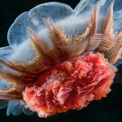 lion’s mane jellyfish