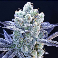 I Jeebed AG (prod. pins&needles)