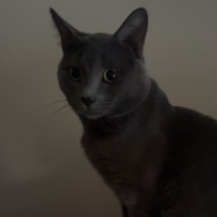 party rock prod pala*