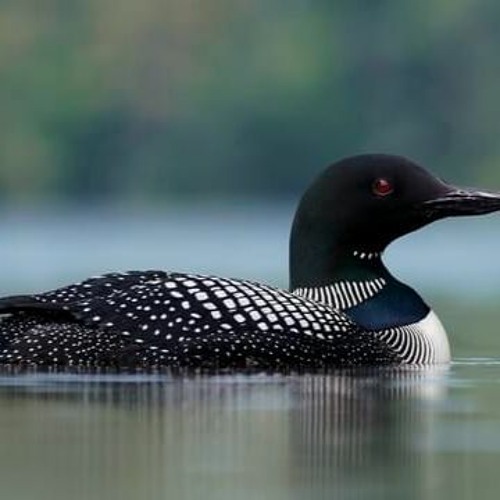 KRAE -THE COMMON LOON-_ HOWLING OUT_ -    instrumental :o)