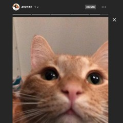 CATDANCE 4