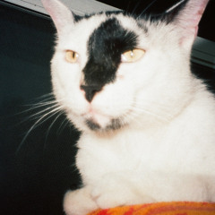 cat heaven (jets to brazil)