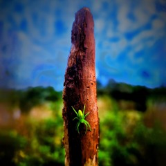Micrommata Virescens