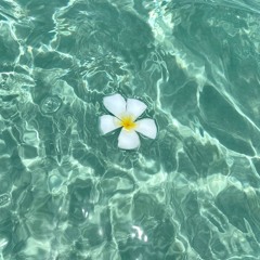 제주 감귤 플리 🍊