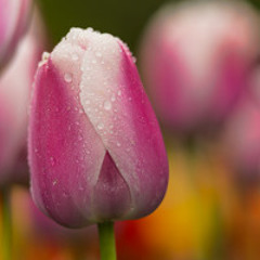 يا زوجتي اسراء