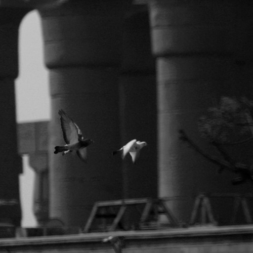 احمد برين على لحن زوروني