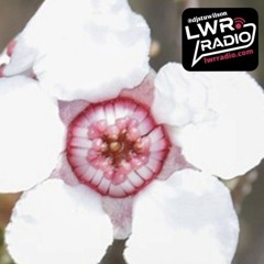 #374  LWR Radio Progressive House @djstuwilson