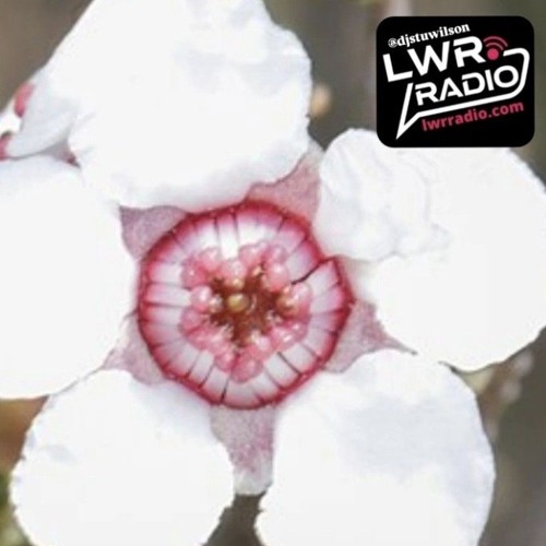 #374  LWR Radio Progressive House @djstuwilson