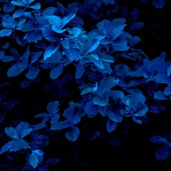 Tomoya Tanaka - Blue light