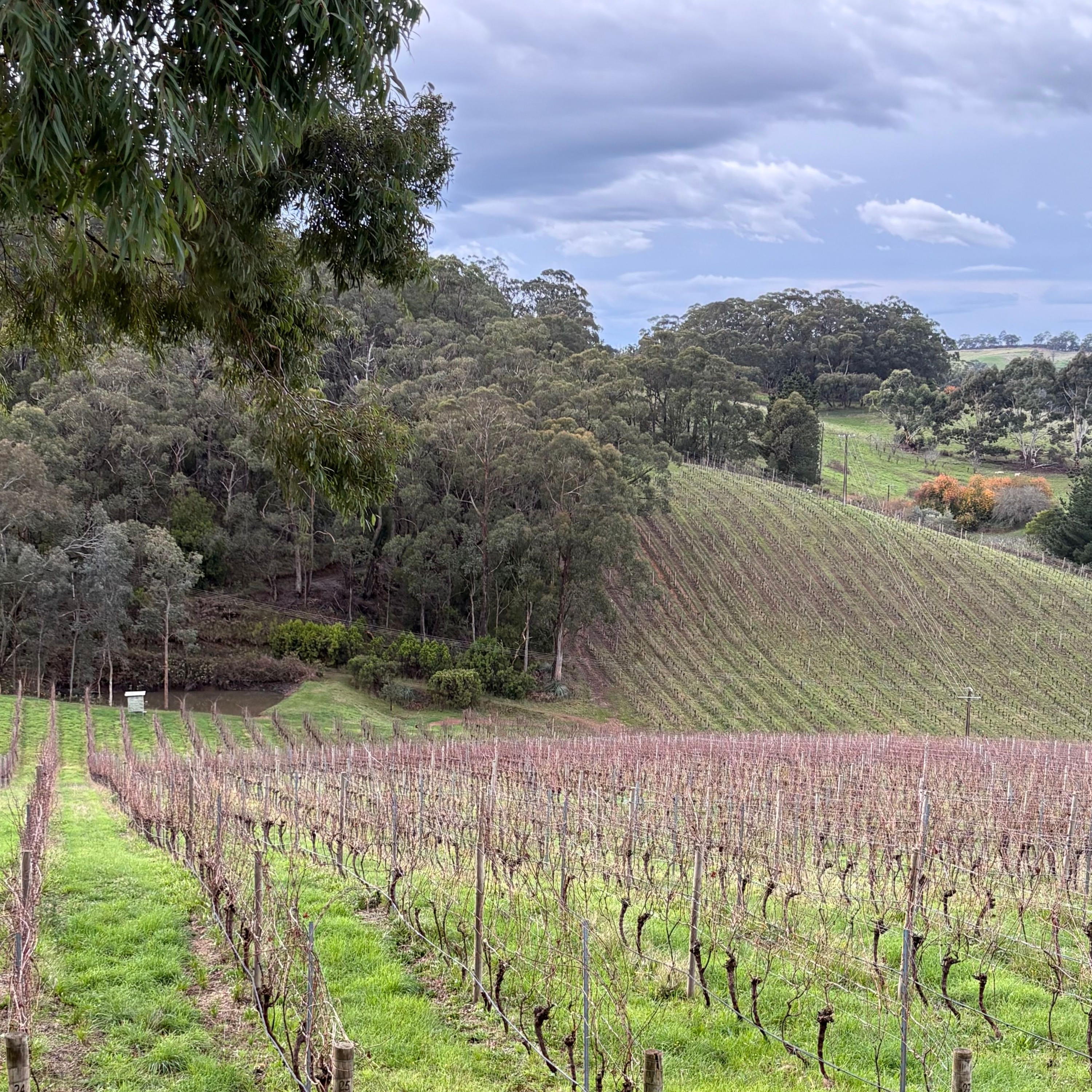 Rita Erlich on Adelaide and its Michelin Future episode artwork