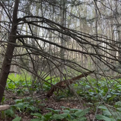 Wood Thrushes Return