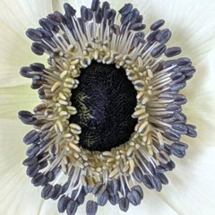 These Two Things Are True