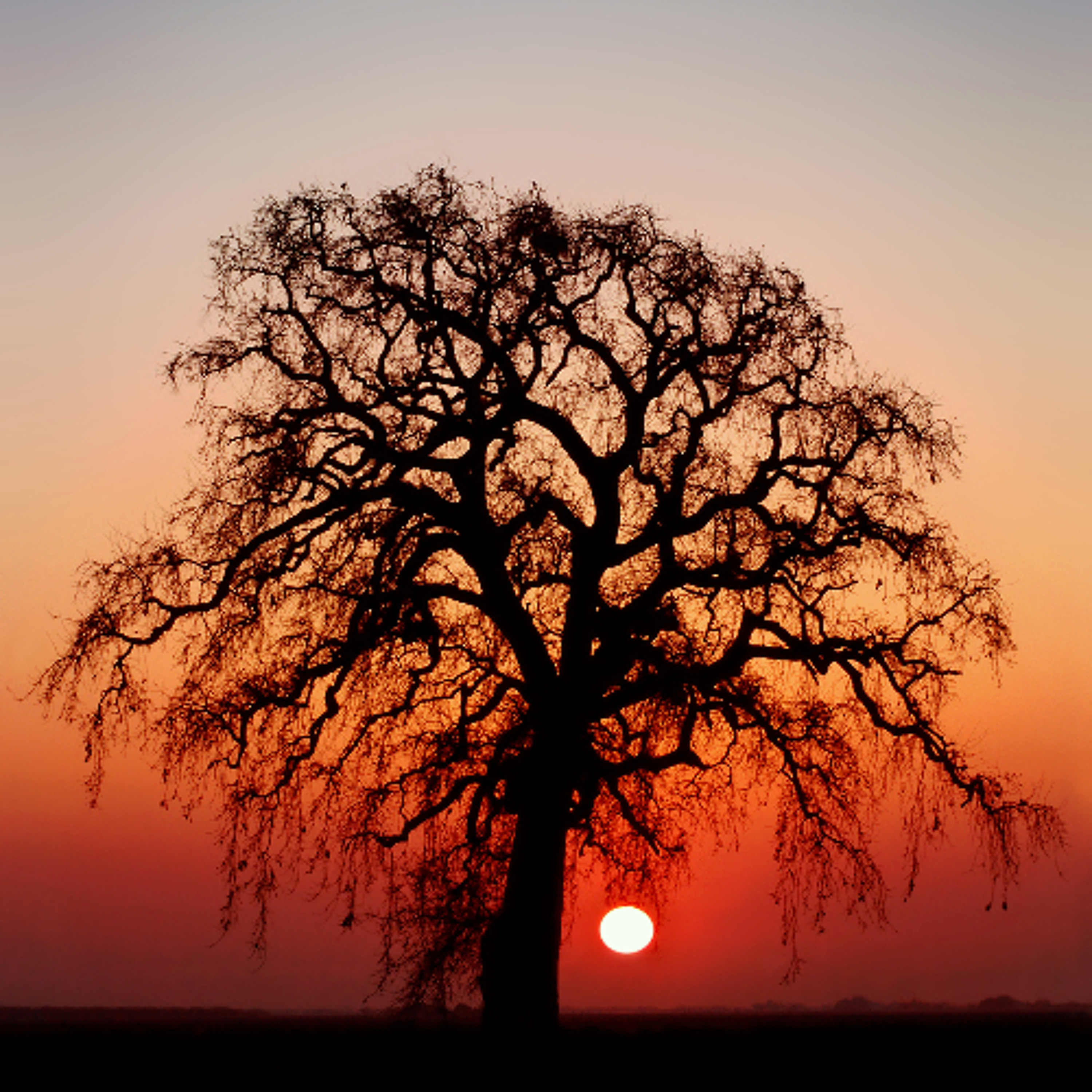 When I Am A Tree episode artwork