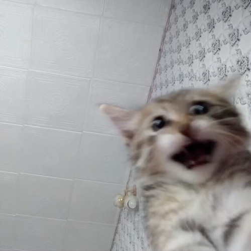 1nonly Zoom! 🥷🏿