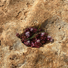 Annie Donia Sessions — Christine Denamur ep03 — Christine Denamur